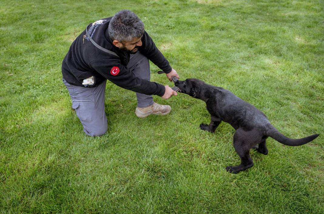 Özel eğitimli köpekler yeraltındaki su kaçaklarını tespit edecek 3